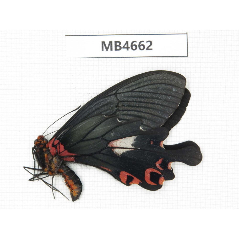 Papilio boots ssp. China, W of Yunnan, Lijiang, C of Mt.Yunling.1M. MB4662.