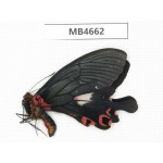 Papilio boots ssp. China, W of Yunnan, Lijiang, C of Mt.Yunling.1M. MB4662.