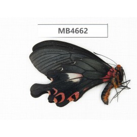 Papilio boots ssp. China, W of Yunnan, Lijiang, C of Mt.Yunling.1M. MB4662.