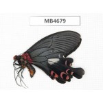 Papilio boots ssp. China, W of Yunnan, Dali, S of Mt.Cangshan.1M. MB4679.