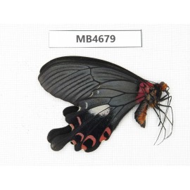 Papilio boots ssp. China, W of Yunnan, Dali, S of Mt.Cangshan.1M. MB4679.