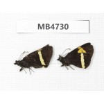 Barca bicolor. China, Yunnan, Xiangerila, Mt.Meilixueshan. 2M. M4730.