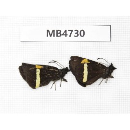 Barca bicolor. China, Yunnan, Xiangerila, Mt.Meilixueshan. 2M. M4730.