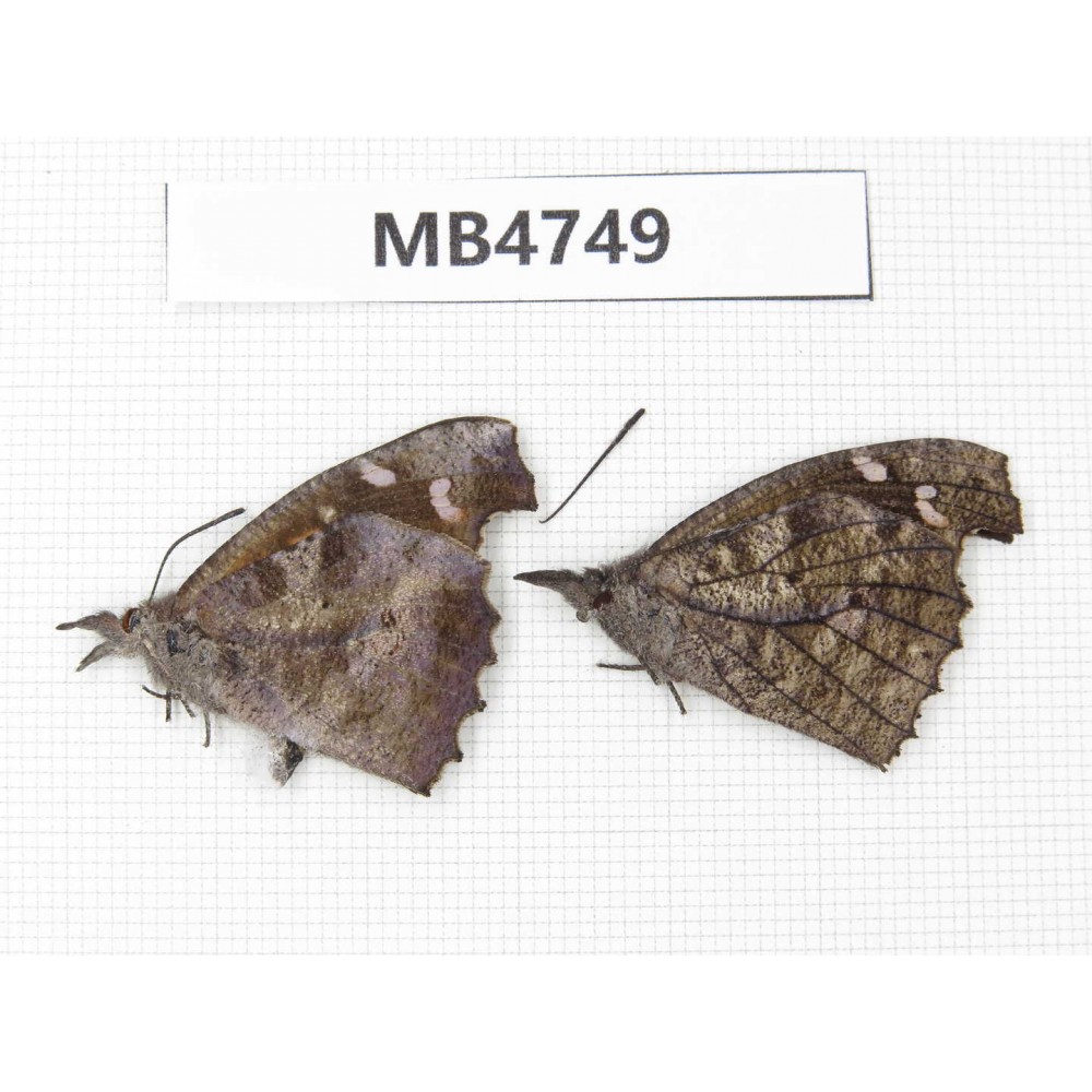 Libythea lepita. China, S of Hunan, Xinning county.2M. MB4749.