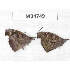 Libythea lepita. China, S of Hunan, Xinning county.2M. MB4749.