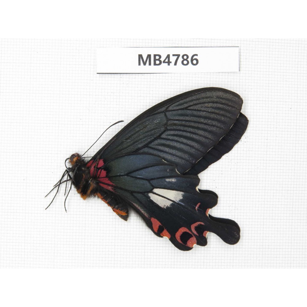Papilio boots ssp. China, W of Sichuan, Ganzi, Mt.Gonggashan. 1M. MB4786.
