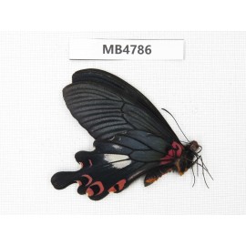 Papilio boots ssp. China, W of Sichuan, Ganzi, Mt.Gonggashan. 1M. MB4786.