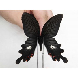 Papilio boots ssp. China, W of Sichuan, Ganzi, Mt.Gonggashan. 1M. MB4786.