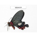 Papilio boots ssp. China, W of Yunnan, Dali, Fengyi county. 1M. MB4839.