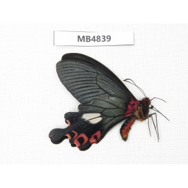 Papilio boots ssp. China, W of Yunnan, Dali, Fengyi county. 1M. MB4839.