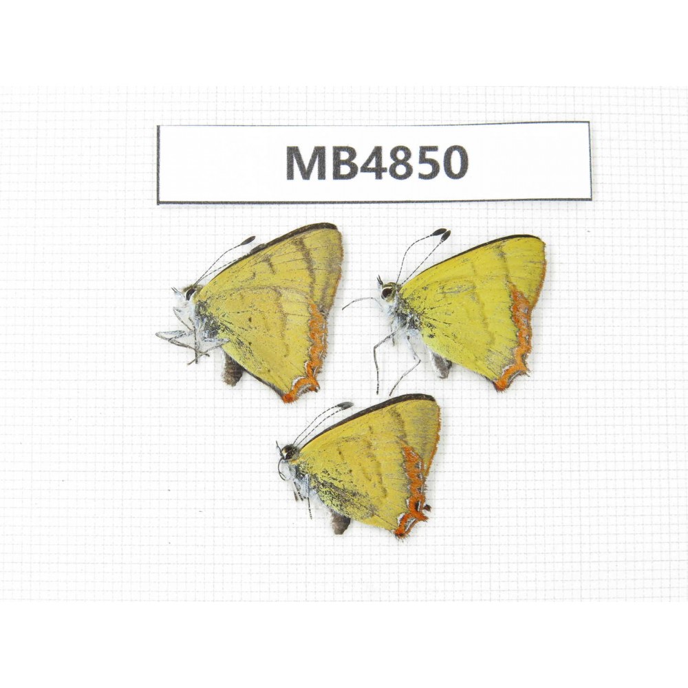 Heliophorus sp. China, Yunnan, Dali, Fengyi county. 3M. MB4850.