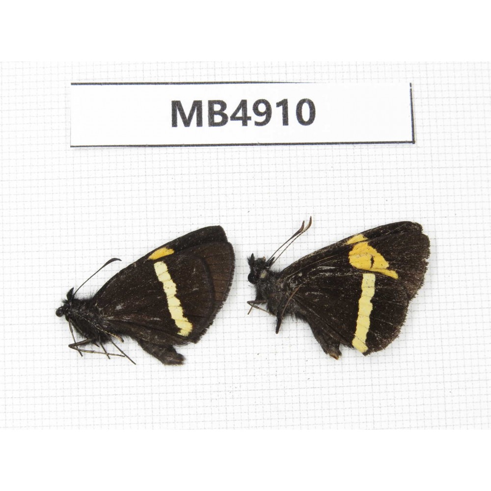 Barca bicolor. China, Yunnan, Xiangerila, Deqin county. 2M. MB4910.
