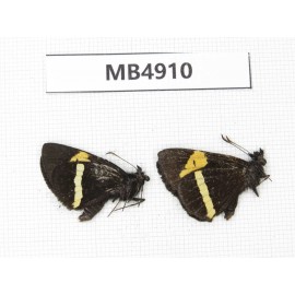 Barca bicolor. China, Yunnan, Xiangerila, Deqin county. 2M. MB4910.