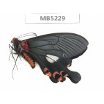 Papilio boots ssp. China, W of Yunnan, Dali, S of Mt.Cangshan. 1M. MB5229.