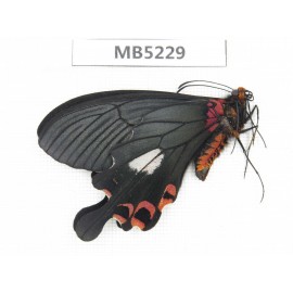 Papilio boots ssp. China, W of Yunnan, Dali, S of Mt.Cangshan. 1M. MB5229.
