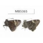 Lobocla simplex. China, Yunnan, Xiangerila, Mt.Baimaxueshan. 2M. MB5365.