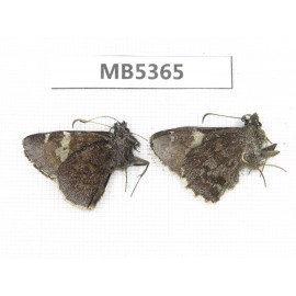 Lobocla simplex. China, Yunnan, Xiangerila, Mt.Baimaxueshan. 2M. MB5365.