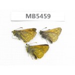 Hesperidae sp. China, Gansu, Xiahe county. 3M. MB5459.