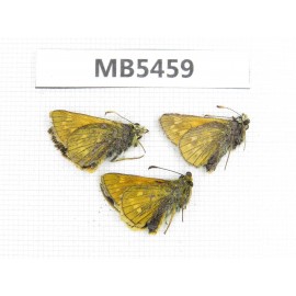 Hesperidae sp. China, Gansu, Xiahe county. 3M. MB5459.