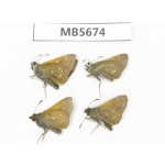 Thoressa blanchardii. China, W of Sichuan, Ganzi, Batang county. 4M. MB5674.