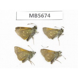 Thoressa blanchardii. China, W of Sichuan, Ganzi, Batang county. 4M. MB5674.