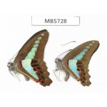 Graphium sarpedon ssp. China, Yunnan, Xishuangbanna, Mengla county. 2M.MB5728.
