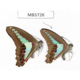 Graphium sarpedon ssp. China, Yunnan, Xishuangbanna, Mengla county. 2M.MB5728.
