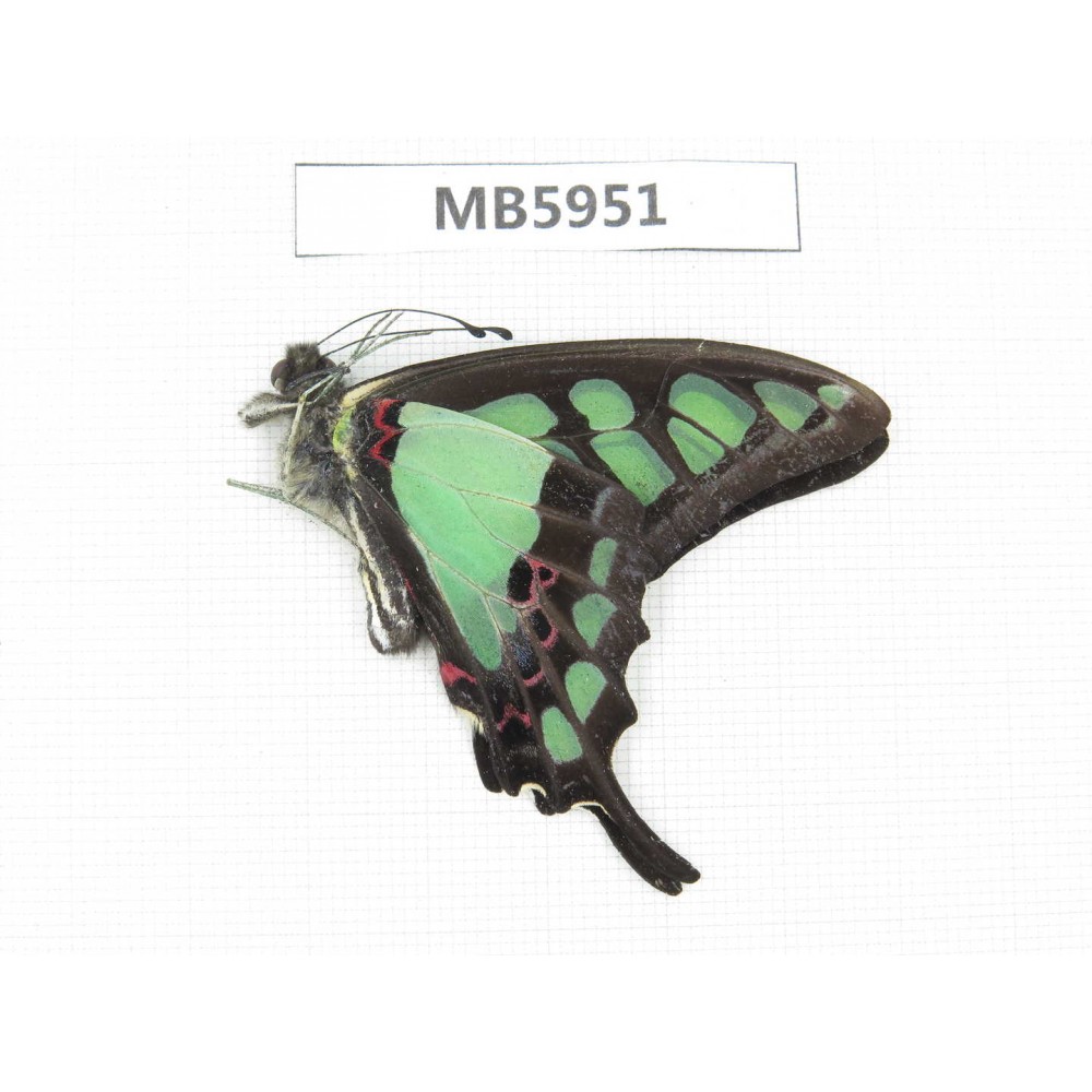 Graphium cloanthus ssp. China, Yunnan, Nujiang valley, N of Mt. Biluoxueshan. 1M.MB5951.