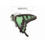 Graphium cloanthus ssp. China, Yunnan, Nujiang valley, N of Mt. Biluoxueshan. 1M.MB5951.