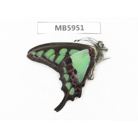 Graphium cloanthus ssp. China, Yunnan, Nujiang valley, N of Mt. Biluoxueshan. 1M.MB5951.