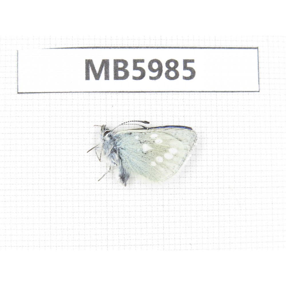 Albulina orbitula. China, Gansu, Xiahe county. 1M. MB5985.