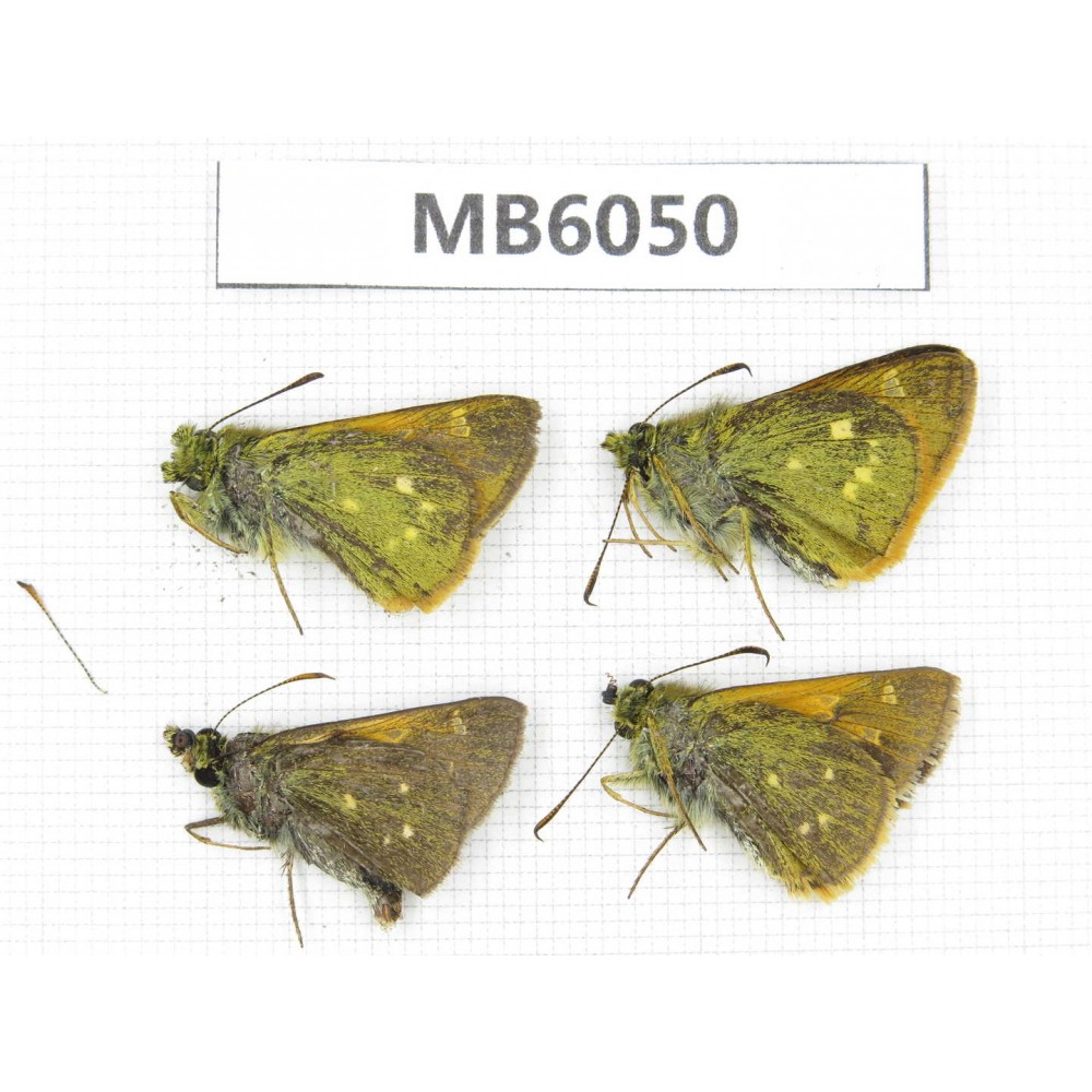 Thoressa latris. China, Yunnan, Dali, Fengyi town. 4M. MB6050.