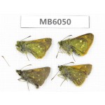 Thoressa latris. China, Yunnan, Dali, Fengyi town. 4M. MB6050.