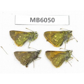 Thoressa latris. China, Yunnan, Dali, Fengyi town. 4M. MB6050.