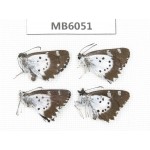 Daimio tethys. China, Yunnan, Dali, Fengyi town. 4M. MB6051.