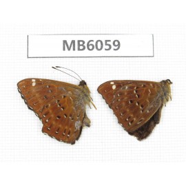 Zemeros flegyas. China, Yunnan, Dali, Fengyi town. 2M. MB6059.
