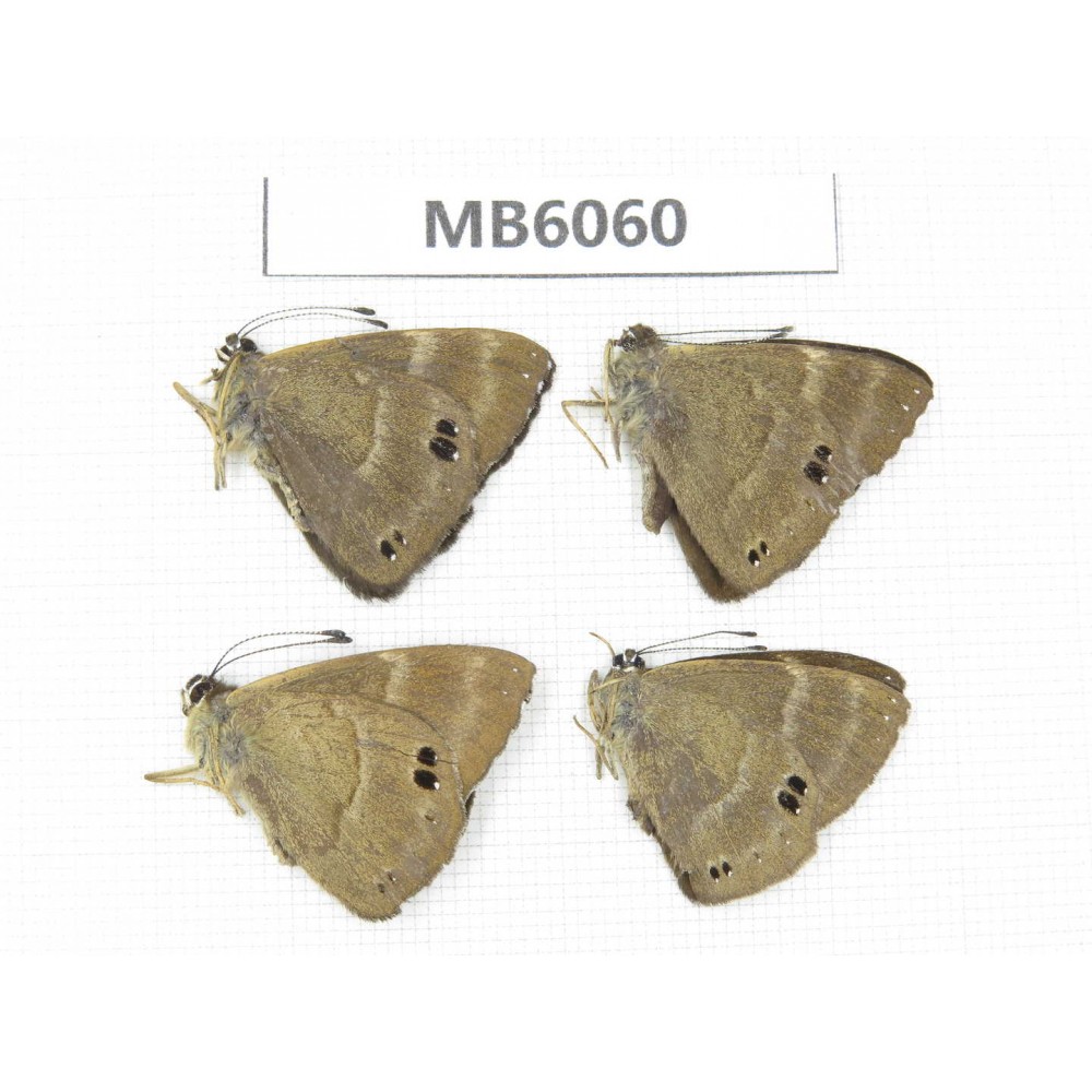 Abisara freda. China, Yunnan, Dali, Fengyi town. 4M. MB6060.