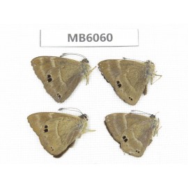 Abisara freda. China, Yunnan, Dali, Fengyi town. 4M. MB6060.