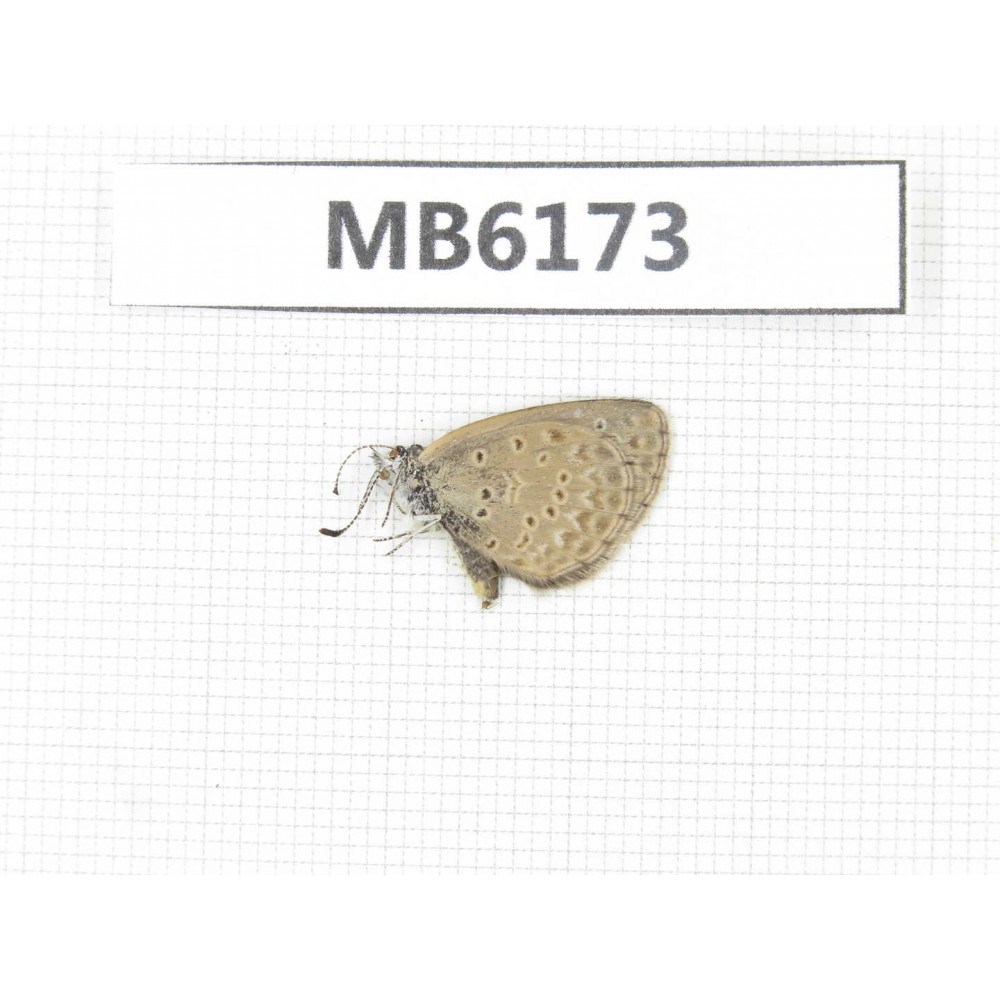 Zizina emelina. China, Tibet, Linzhi area, Milin county.1M. MB6173.