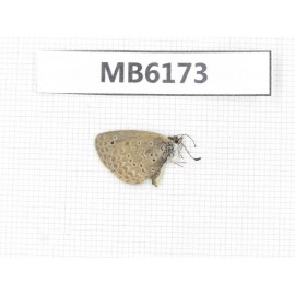 Zizina emelina. China, Tibet, Linzhi area, Milin county.1M. MB6173.