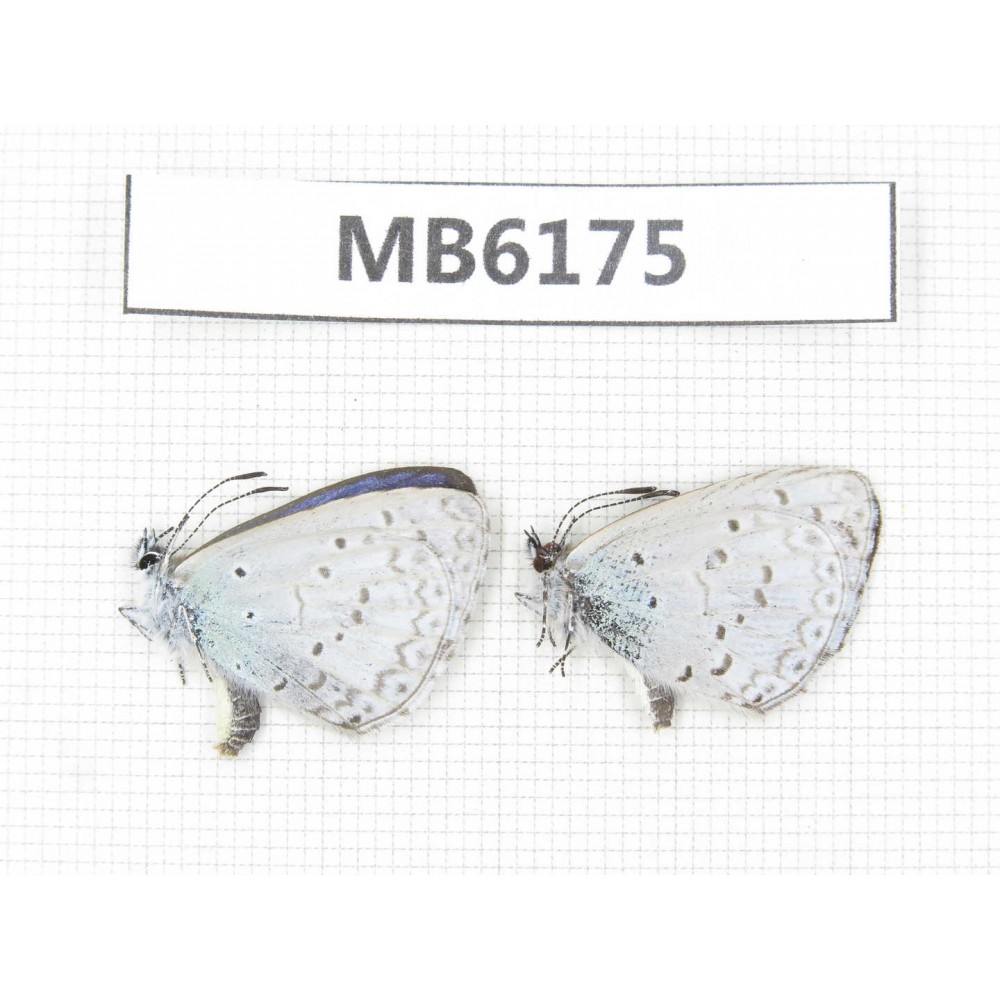Celastrina sp. China, Tibet, Linzhi area, Milin county.2M. MB6175.