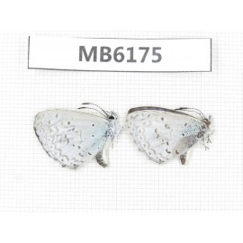 Celastrina sp. China, Tibet, Linzhi area, Milin county.2M. MB6175.