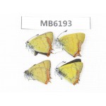 Heliophorus sp. China, Yunnan, Dali, C of Mt. Cangshan. 4M. MB6193.