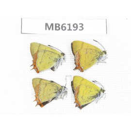 Heliophorus sp. China, Yunnan, Dali, C of Mt. Cangshan. 4M. MB6193.