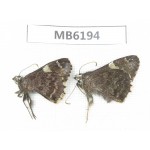 Lobocla bifasciata. China, Yunnan, Lijiang, C of Mt.Cangshan. 2M. MB6194.