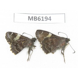 Lobocla bifasciata. China, Yunnan, Lijiang, C of Mt.Cangshan. 2M. MB6194.