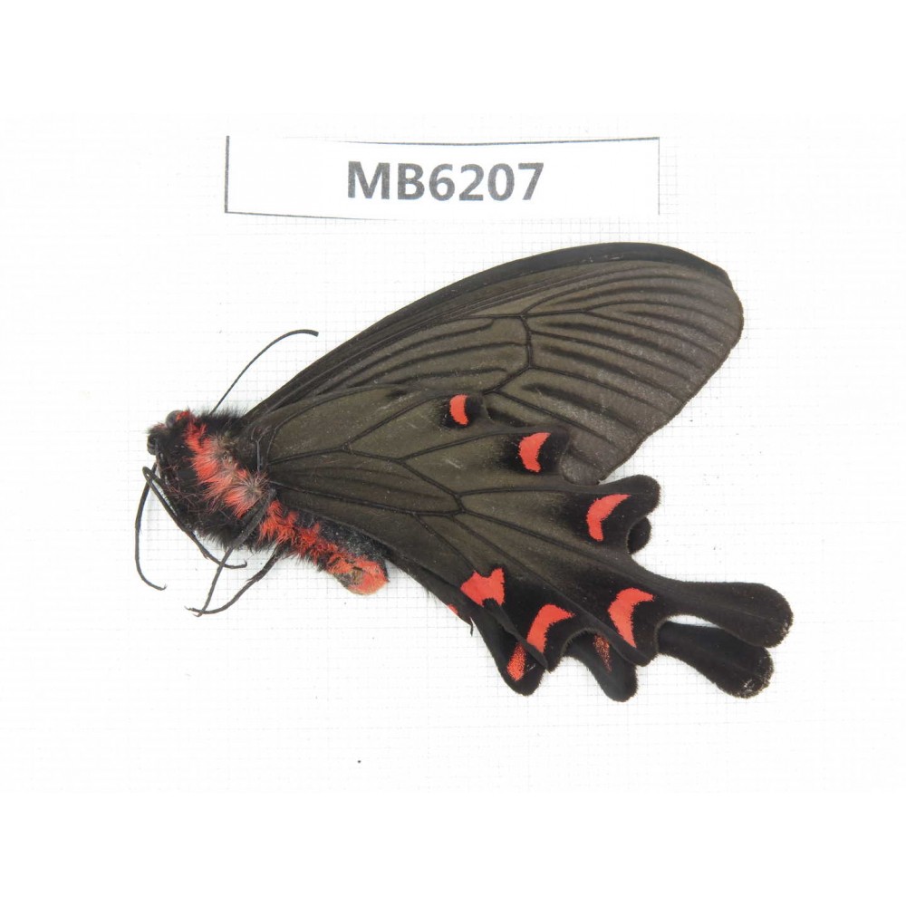 Byasa plutonius plutonius. China, W of Sichuan, Ganzi area, Mt.Gonggashan. 1M.MB6207.