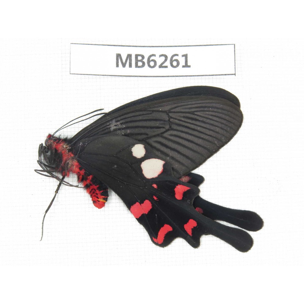 Byasa rhadinus. China, W of Yunnan, Dali, S of Mt.Cangshan.1M. MB6261.