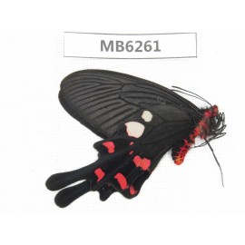 Byasa rhadinus. China, W of Yunnan, Dali, S of Mt.Cangshan.1M. MB6261.