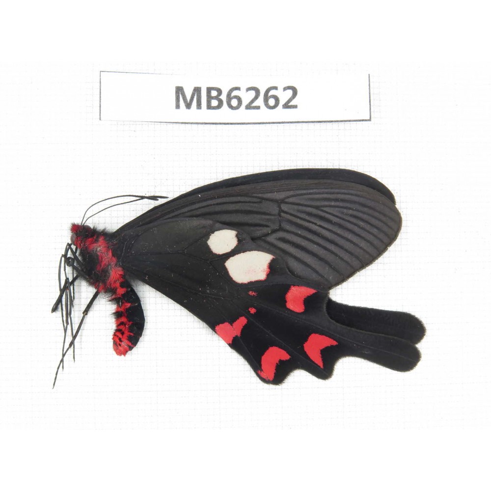 Byasa rhadinus. China, W of Yunnan, Dali, S of Mt.Cangshan.1M. MB6262.